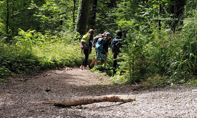 Im Wald - vier Kinder mit Rucksack wandern auf einem Waldweg; sie sind von hinten zu sehen und verschwinden gerade an einer Kurve